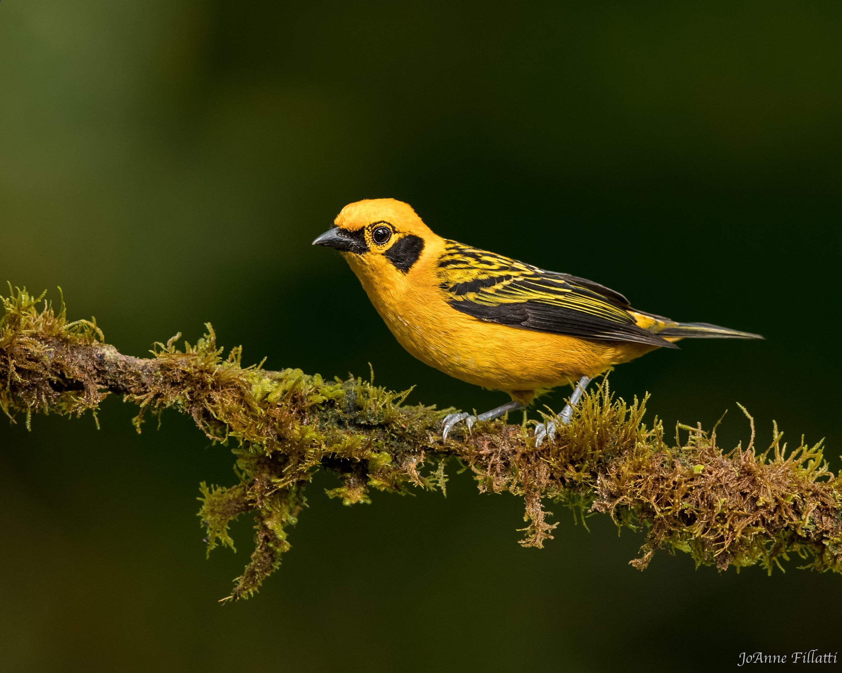 bird of ecuador image 4